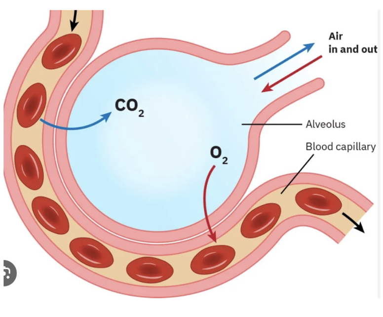 <p>Gas exchange at <strong>alveolar capillary junctions</strong></p><ul><li><p>O2 in, CO2 out</p></li><li><p>Two major process</p><ul><li><p>oxygen trying to get to all the cells</p></li><li><p>carbon dioxide is trying to escape </p></li></ul></li></ul><p></p>