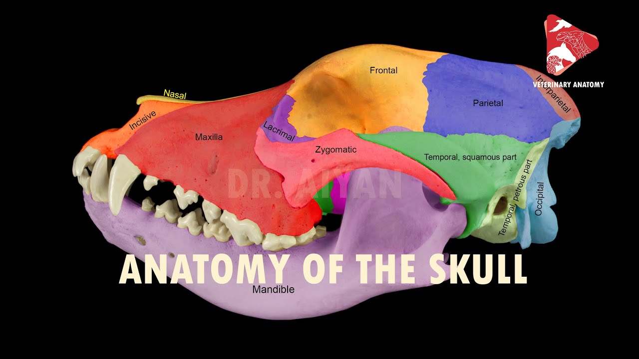<p>Occipital (bone)</p>
