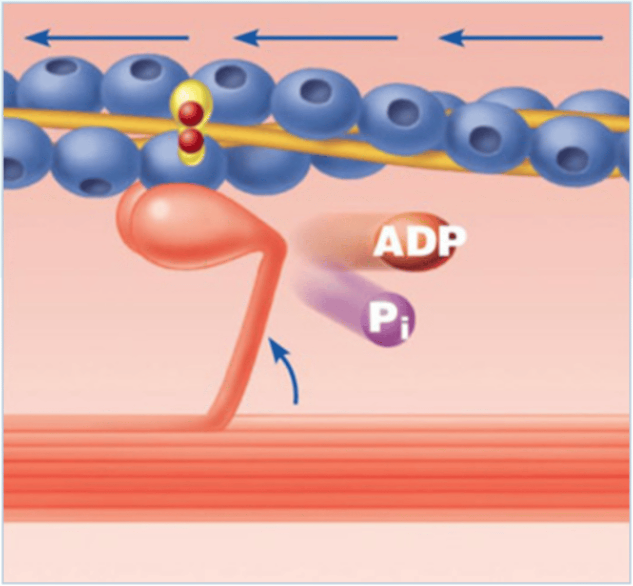 <p>Myosin head pulls actin toward center of sarcomere.</p>