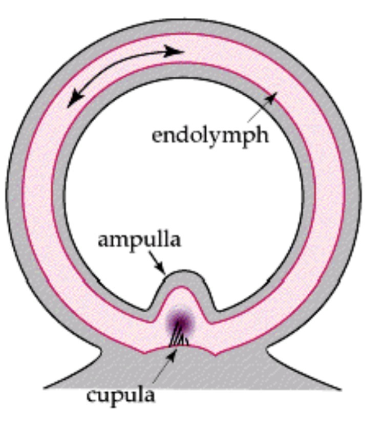 <p><span><span>Detect </span><em><span>angular acceleration (</span><u><span>rotation</span></u><span>)</span></em></span></p><p class="s99"><span><span>•Each SC canal detects motion in a different plane</span></span></p><p class="s99"><span><span>•</span><strong><span>Ampulla</span></strong><span>: contains </span><strong><span>sensory hair cells </span></strong><span>that project into a gelatinous mass called the cupula</span></span></p><p><br></p>