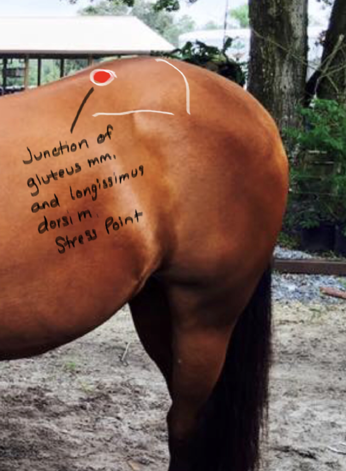 <p>Junction of Gluteus muscle; involved in forward motion. </p>