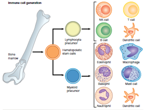 <ul><li><p>leukocytes (white blood cells) - all immune cells are a type of leukocyte. leukocytes are responsible for protecting the body against pathogens and foreign material. they are found in lymph, blood, lymphatic organs and tissues, and derived from multipotent stems cells in the bone marrow. types to know:</p><ul><li><p>mast cell</p></li><li><p>eosinophil</p></li><li><p>natural killer cell</p></li><li><p>phagocytes</p><ul><li><p>dendritic cell</p></li><li><p>macrophage</p></li><li><p>neutrophil</p></li></ul></li></ul></li></ul><p></p>