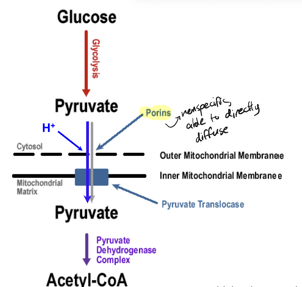 <p>Glycolysis in the cytosol creates pyruvate, which enters the outer mitochondrial membrane via unspecific porin. Pyruvate translocase moves the pyruvate into the inner mitochondrial membrane, where in the matrix pyruvate dehydrogenase complex is found</p>