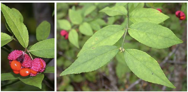 <p>Family<br>Genus<br>Species<br>Common Name</p>