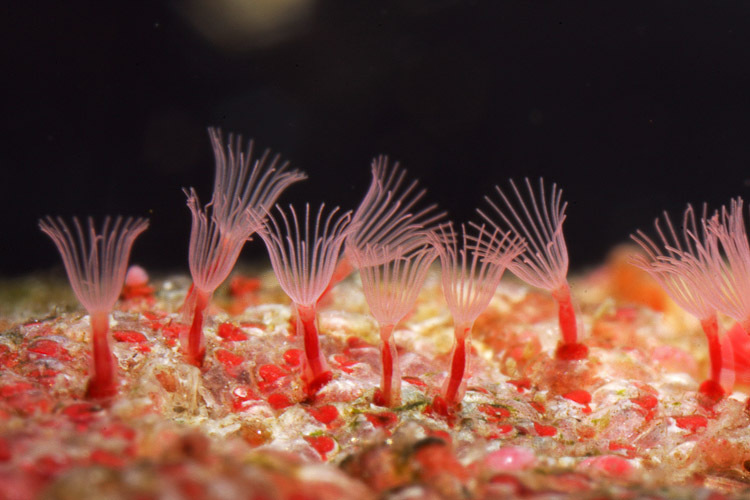 <ul><li><p>moss animals</p></li><li><p>4500 species</p></li><li><p>most colonial</p></li><li><p>u shaped gut</p></li><li><p>aquatic</p></li><li><p>zoecium = chitin or calcium carbonate exoskeleton</p></li><li><p>zoids for fertilization or protection of the colony</p></li></ul><p></p>
