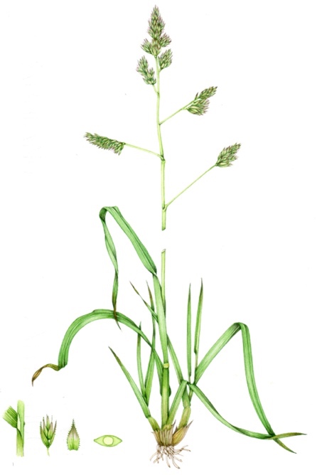 <p>Pasja trava-Dactylis glomerata</p>