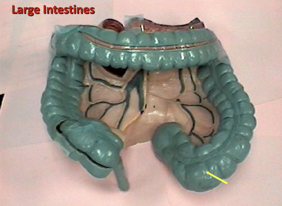 <p>Identify the organ.</p>