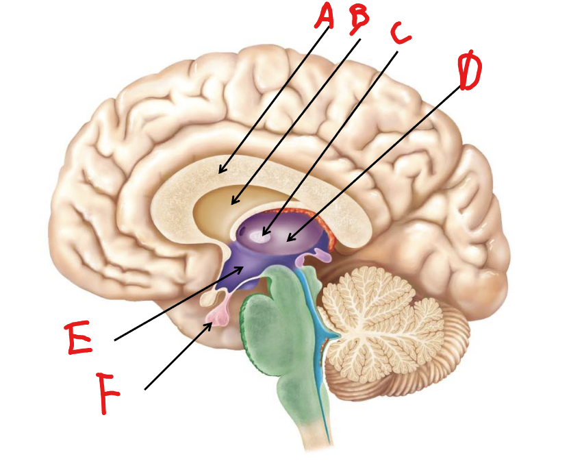 <p>Label A</p>