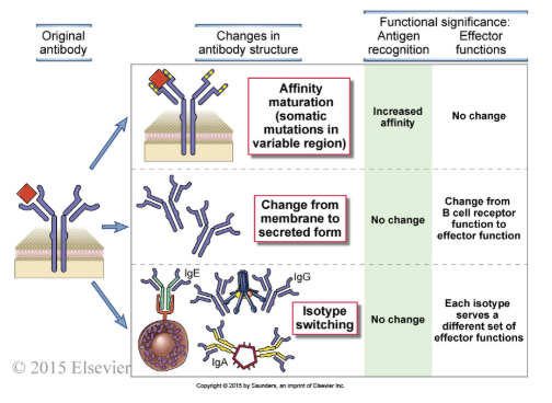 <p><strong><mark data-color="#5d0d56" style="background-color: rgb(93, 13, 86); color: inherit;">M3: Structure—Function Relationships in Antibody</mark></strong></p><ul><li><p>Naive B cells produce IgM and IgD and upon further antigen activation (ex: microbe recognition) they undergo isotype switching in which C region of heavy chain is changed</p><ul><li><p>isotype switching enables original B cell (that made IgM/IgD) to produce IgG with same antigen specificity to eradicate a bacterial infection or IgE to eliminate a parasite</p></li></ul></li><li><p>heavy chain C region determines tissue distribution of antibody molecules</p></li><li><p>As B cells are activated these lose expression of membrane-bound antibody and express secreted antibody</p></li><li><p>IgA is secreted through mucosal epithelia and is major antibody found in mucosal secretions and breast milk</p></li><li><p>Neonatal IgG secreted from mothers help protect infants from infection</p></li><li><p>The transfer of maternal IgG is mediated through placental and intestinal expressed Fc receptors</p></li></ul><p></p>