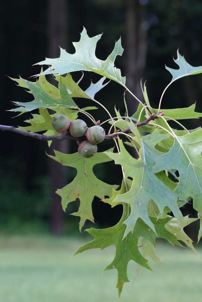 <p>Fagaceae, Quercus palustris, Simple Alternate</p>