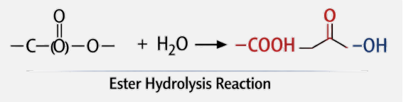 <p>Hydrolytic Degradation of Polymers (where water molecules break the chemical bonds in a polymer, leading to the gradual breakdown of its structure => one of the most important mechanisms for biodegradable polymers!</p><p>Picture to the left = Ester Hydrolysis Reaction! Ester is the left molecule!</p><p>Ex. General Ester Hydrolysis Example: PGLA Degradation: In polymers like PGLA, <strong>chain scission</strong> produces lactic acid and glycolic acid. Key point: Both are weak acids (pka = 3.8). As they accumulate, they lower the local pH. </p><p>1.) Ester Bond Cleavage: Water attacks the ester linkage (-C(=O)-O-), breaking the polymer backbone. Key Reaction! Many biodegradable polymers like PGLA contain ester bonds in their backbone. </p><p>2.) Carboxylic Acid Formation: Chain scission generates -COOH and -OH end groups,<strong> INCREASING local acidity</strong>. </p><p>3.) <strong>Autocatalytic </strong>pH Drop (POSITIVE FEEDBACK LOOP): <strong>Accumulated -COOH groups DONATE H+, lowering local pH and accelerating further hydrolysis - a positive feedback loop.</strong> </p><p>Clarification: Autocatalytic pH Drop: Hydrolysis produces acidic end groups, these groups release H+ ions, <strong>local pH decreases (becomes more acidic), acidic conditions SPEED UP hydrolysis,</strong> <strong>faster hydrolysis produces MORE acid</strong>! => this self-accelerating cycle is called auto-catalysis! </p><p></p>