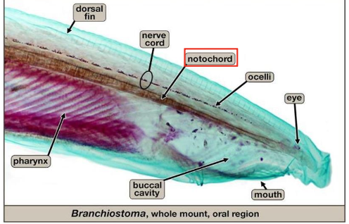 <p>what organism is this?</p>