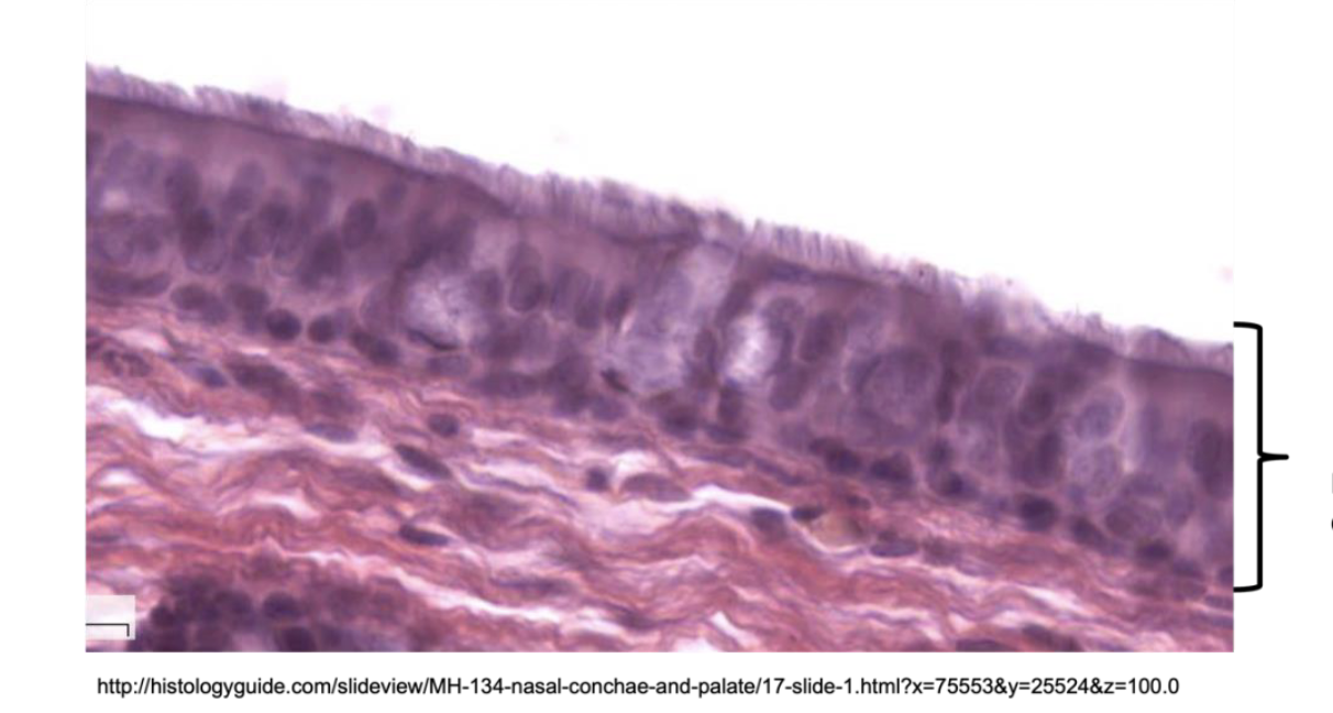 <p>found in trachea,  primary and secondary bronchi</p>