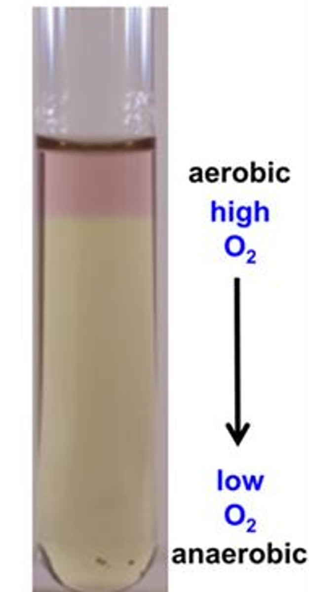 <p>aerotolerance</p>