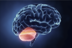 <p>the "little brain" at the rear of the brainstem; functions include processing sensory input, coordinating movement output and balance, and enabling nonverbal learning and memory.</p>