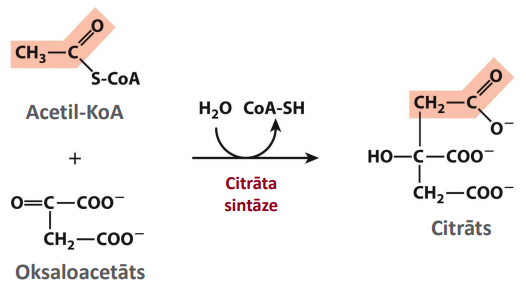 <p>Nosaukums: C-C saites veidošana Acetil-KoA un oksaloacetāta kondensācijas reakcijā</p><p>Substrāts: Acetil-KoA, oksaloacetāts (un ūdens)</p><p>Produkts: Citrāts (un KoA-SH)</p><p>Enzīms: Citrāta sintāze</p><p>Citas īpatnības: Eksergoniska reakcija. Ātrumu ierobežojošais, neatgrieziniskais un ļoti izdevīgs solis. Enzīms izmaina konformāciju oksaloacetāta saistīšanas laika, lai tioestera saite Acetil-KoA netiktu hidrolizēta priekšlaicīgi. Aktivatori: [ADF]. Inhibitori: [ATF; sukcinil-KoA; citrāts; NADH] </p>