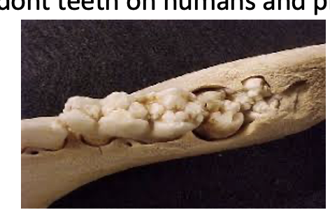 <p>What kind of teeth are these?</p>