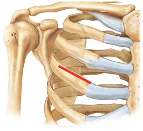 <p>Superior surface of rib below</p>