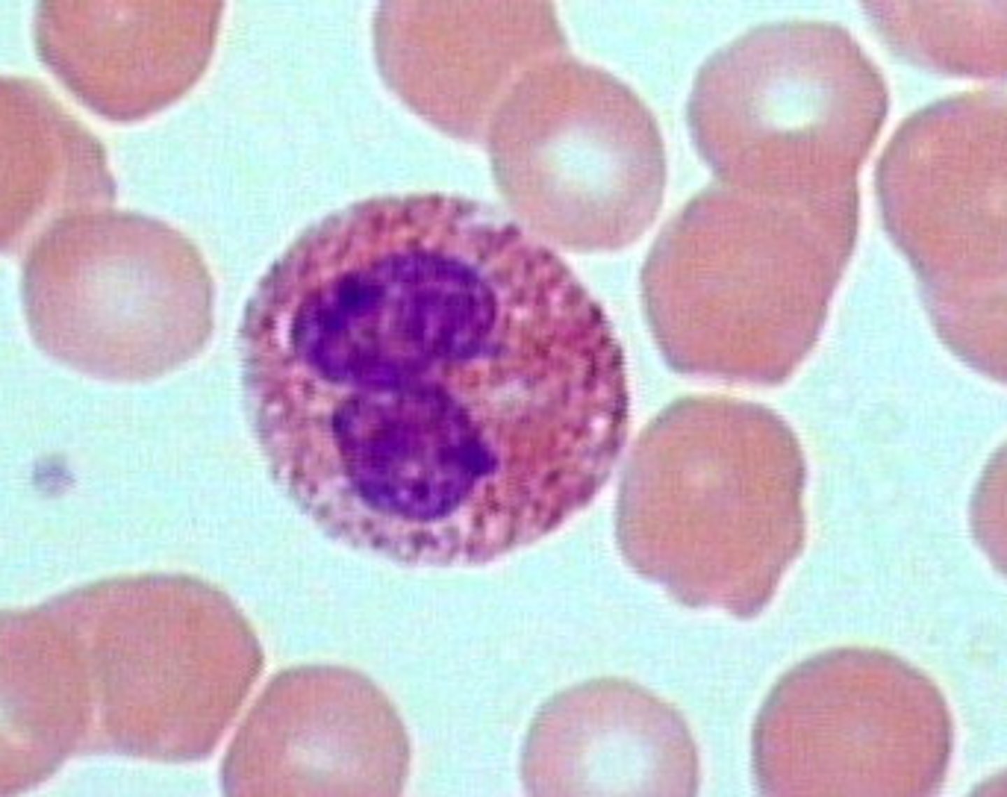 <p>white blood cell containing granules that stain red; associated with allergic reactions</p>