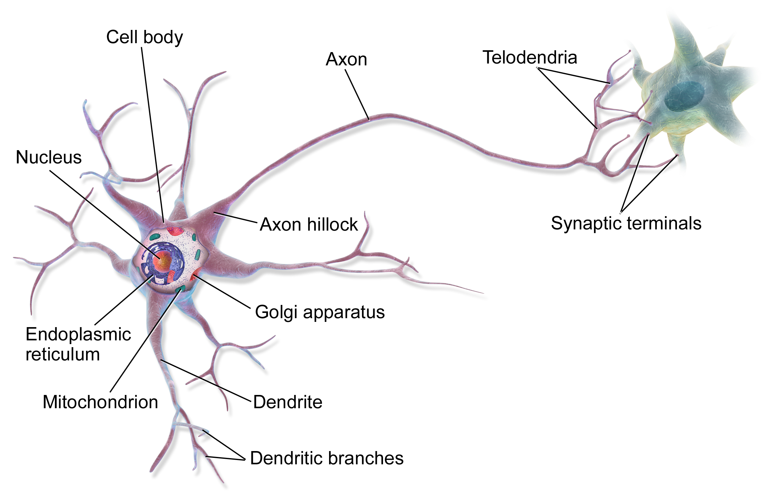 <p>function: information transfer </p><p>location: cranial, vertebral canals</p><p>cells: neurons - large and small</p>