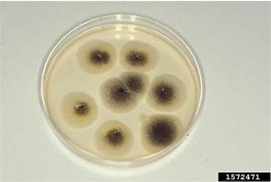 <p>Aspergillus Mold (Asexual)</p>