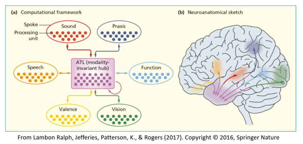 <ul><li><p><span>Metaanalyse von 120 Imaging-Studien zum semantischen Gedächtnis zeigt konsistente Aktivierungen im anterioren Temporallappen</span></p></li></ul><p></p>