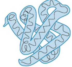 <p><span style="background-color: transparent;">3D shape of one chain formed, which depends on interactions between R-groups</span></p>