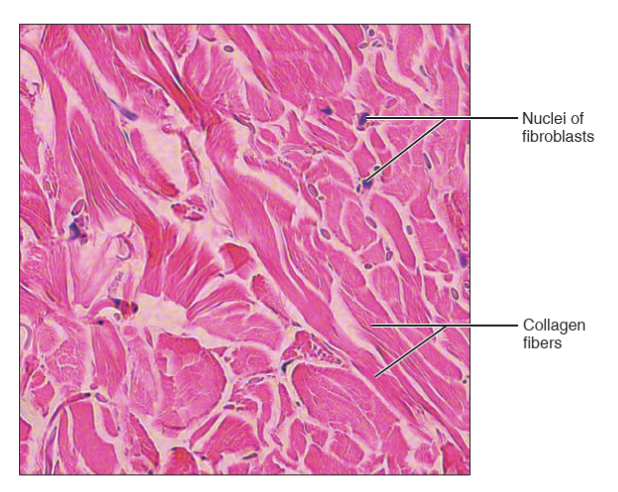<p>What tissue is this?</p>
