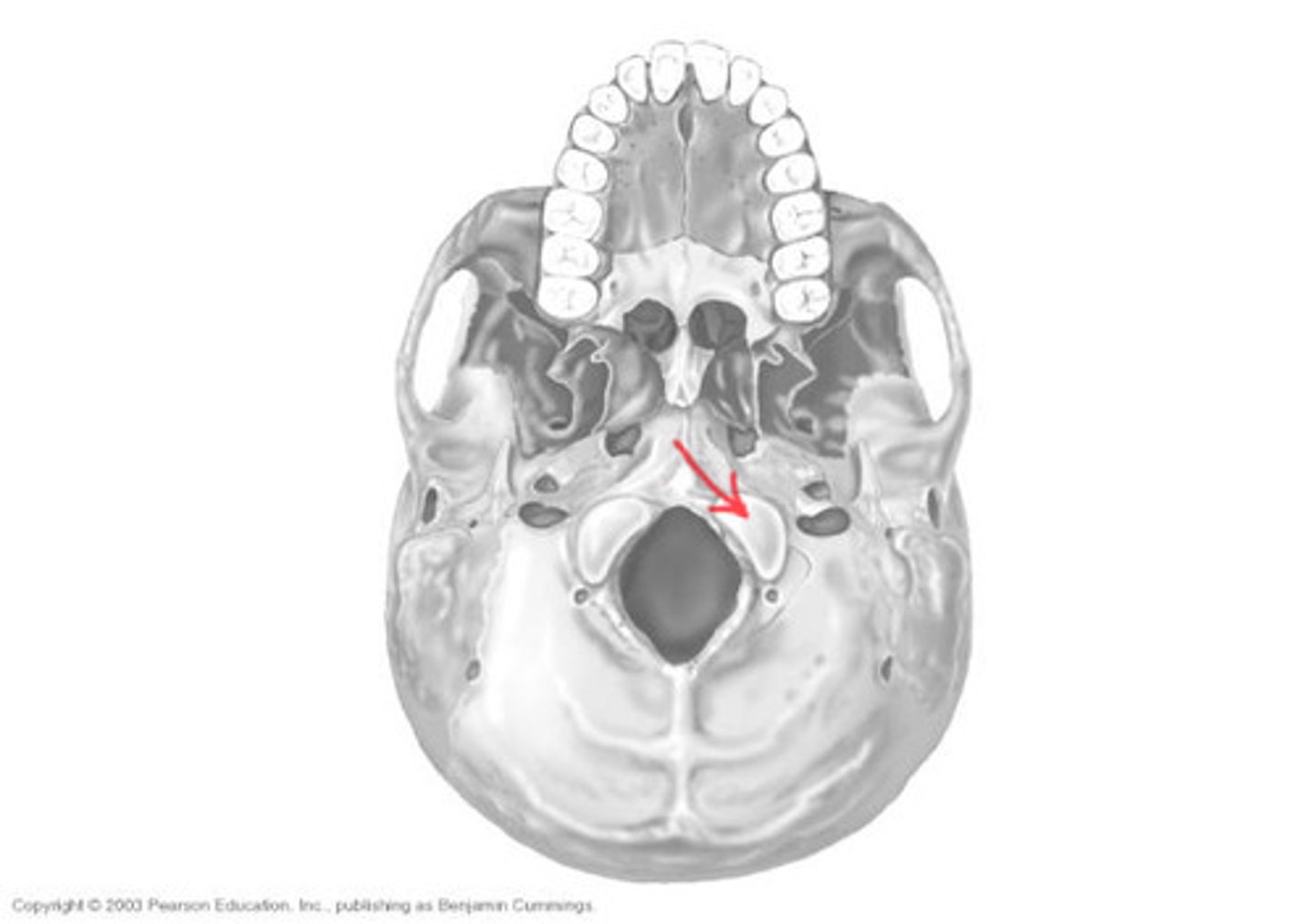 <p>ID structure at tip of arrow</p>
