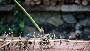 <p>Continuously, laterally growing <u>underground</u> stems</p>