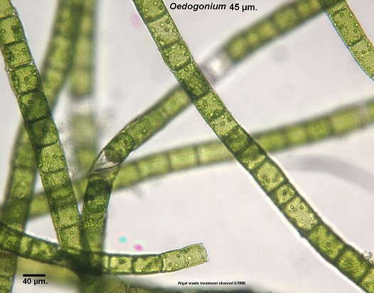 <p>Fill in the blanks: Oedogonium green algae is (a: unicellular / multicellular / colonial) and (b: growth form).</p>