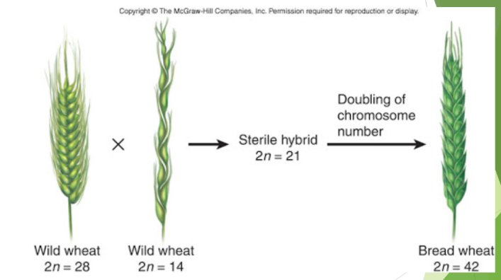 <p>Factors such as mutations and non-random mating alter gene flow</p><p>Far more common in plants than in animals</p><p>Can sometimes happen quickly due to mutations or interbreeding</p><p>Ex. Plants</p><ul><li><p>Two species interbreed to produce a sterile offspring</p></li><li><p>This offspring is infertile but can reproduce asexually – creating a new population</p></li><li><p>A mutation in meiosis may cause one of the offspring to become a new, fertile polyploid species!</p></li><li><p>This situation occurred during the evolution of wheat</p></li></ul><p></p>