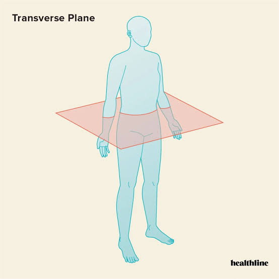 <ul><li><p><span style="background-color: transparent; font-family: "Times New Roman", serif;">Horizontal plane dividing the body into<em> superior </em>(top) and <em>inferior</em> (bottom)</span></p></li><li><p><span style="background-color: transparent; font-family: "Times New Roman", serif;">Aka cross-sectional plane </span></p></li></ul><p></p>
