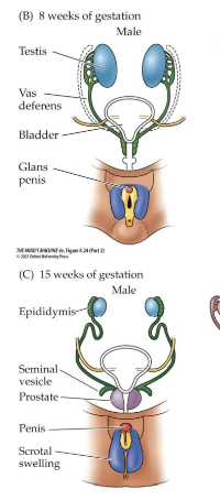 <p>embryonic structures that develop into male reproductive ducts, such as the vas deferens and seminal vesicles, under the influence of male hormones. </p><ol><li><p>SRY gene presence indicates testes</p></li><li><p>Testes produce testosterone</p></li><li><p>Testosterone promotes growth of wolffian ducts</p></li><li><p>Anti-mullerian hormone induces shrinking of mullerian ducts and prevents the development of female reproductive structures. </p></li></ol><p></p>
