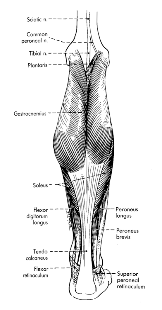 <p>gastrocnemius, soleus, plantaris; all plantarflexes the ankle </p>