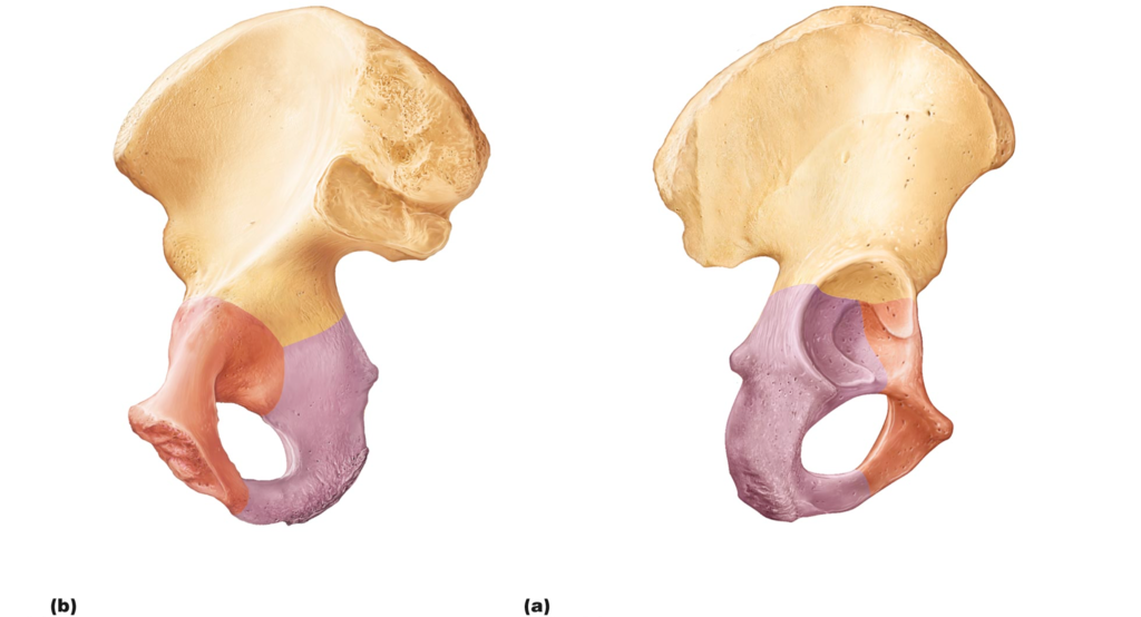 <p>label these parts of an innominate bone</p><ul><li><p>obturator foramen</p></li><li><p>iliac crest</p></li><li><p>iliac fossa</p></li><li><p>anterior superior iliac spine</p></li><li><p>anterior inferior iliac spine</p></li><li><p>posterior inferior iliac spine</p></li><li><p>greater sciatic notch</p></li><li><p>gluteal lines: anterior, posterior and inferior</p></li><li><p>auricular surface</p></li></ul><ul><li><p>ischial tuberosity</p></li><li><p>ischial spine</p></li><li><p>lesser sciatic notch</p></li><li><p>ischial ramus</p></li></ul><ul><li><p>pubis body</p></li><li><p>surface for pubic symphysis</p></li><li><p>superior ramus</p></li><li><p>inferior ramus</p></li></ul><ul><li><p>lunate articular surface</p></li><li><p>acetabular notch</p></li><li><p>acetabular fossa</p></li></ul><p></p>