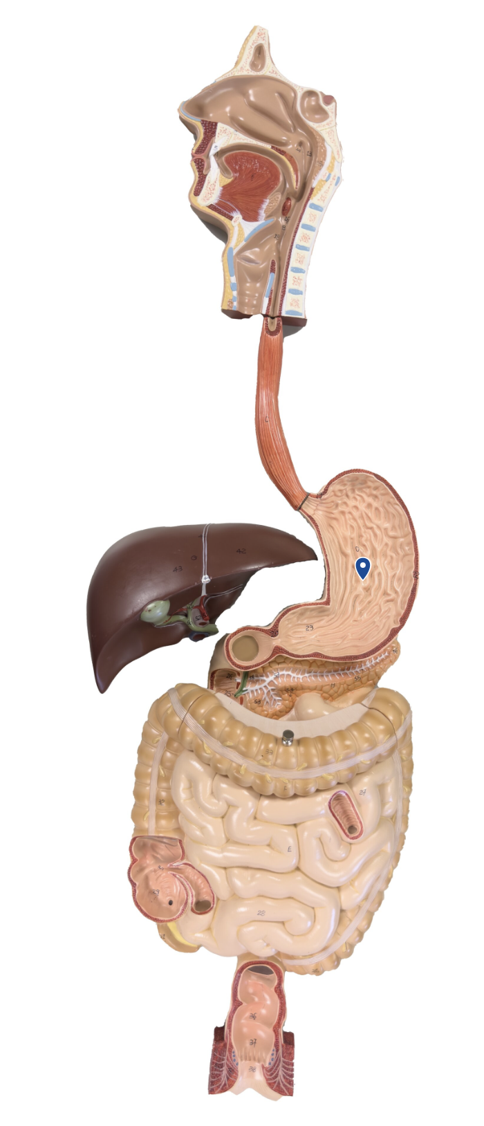 <p>Name this organ</p>