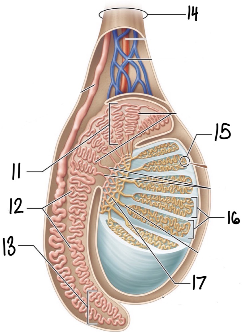 <p>12</p>