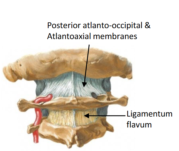 <p>Posterior atlanto-occipital and atlantoaxial</p><p>membranes ā continue below as the</p><p>ligamentum flavum</p>