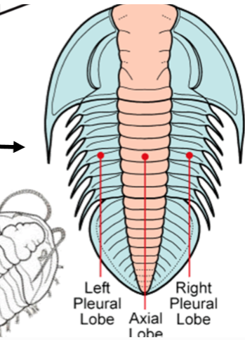 <p><strong>3 lobed </strong>body (hence the name) → arranged longitudinally </p><p>Features:</p><ul><li><p><strong>1 pair antennae</strong></p></li><li><p><strong>1 pair compound eyes</strong></p></li><li><p>many pairs of <strong>Biramous limbs</strong></p></li></ul><p></p>