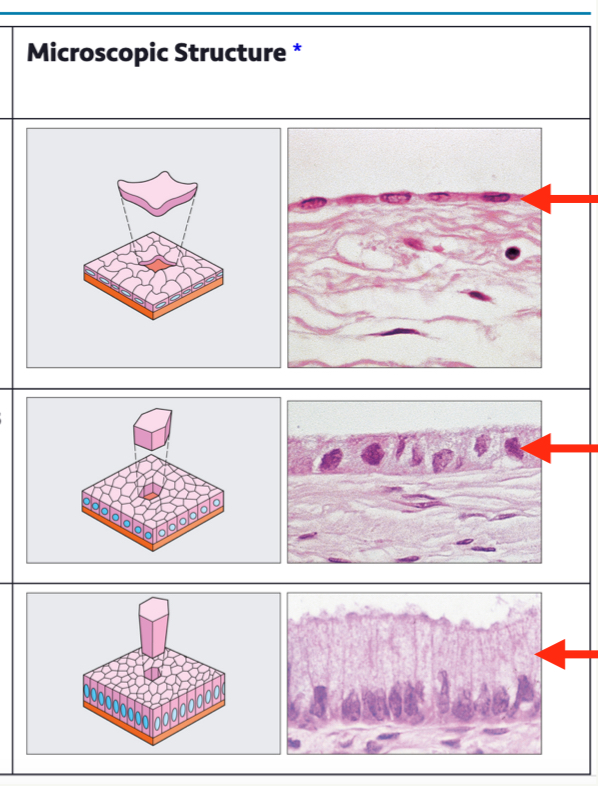<p>What are three epithelial cell types?</p>