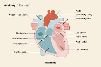 <p>superior chamber of the heart that recieves oxygenated blood from the lungs</p>