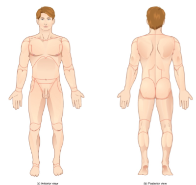 <p>Identify the body position shown.</p>