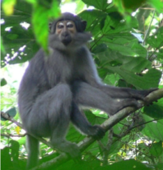<p>The natural reservoir for HIV 2 is the ________, a primate native to West Africa.</p>