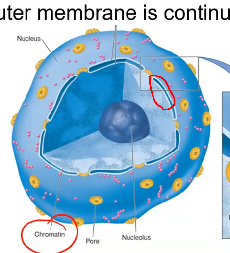 <p>A double membrane enclosing the nucleus, studded with nuclear pores (pore complexes) — transmembrane proteins that act as selective channels for material entering/exiting the nucleus.</p>