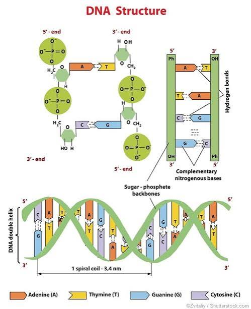 <p>Deoxyribonucleic acid, a double-stranded polynucleotide that stores hereditary information in the sequence of its nucleotides. Its information is transmitted between generations and provides instructions for producing proteins and functional RNA molecules.</p>