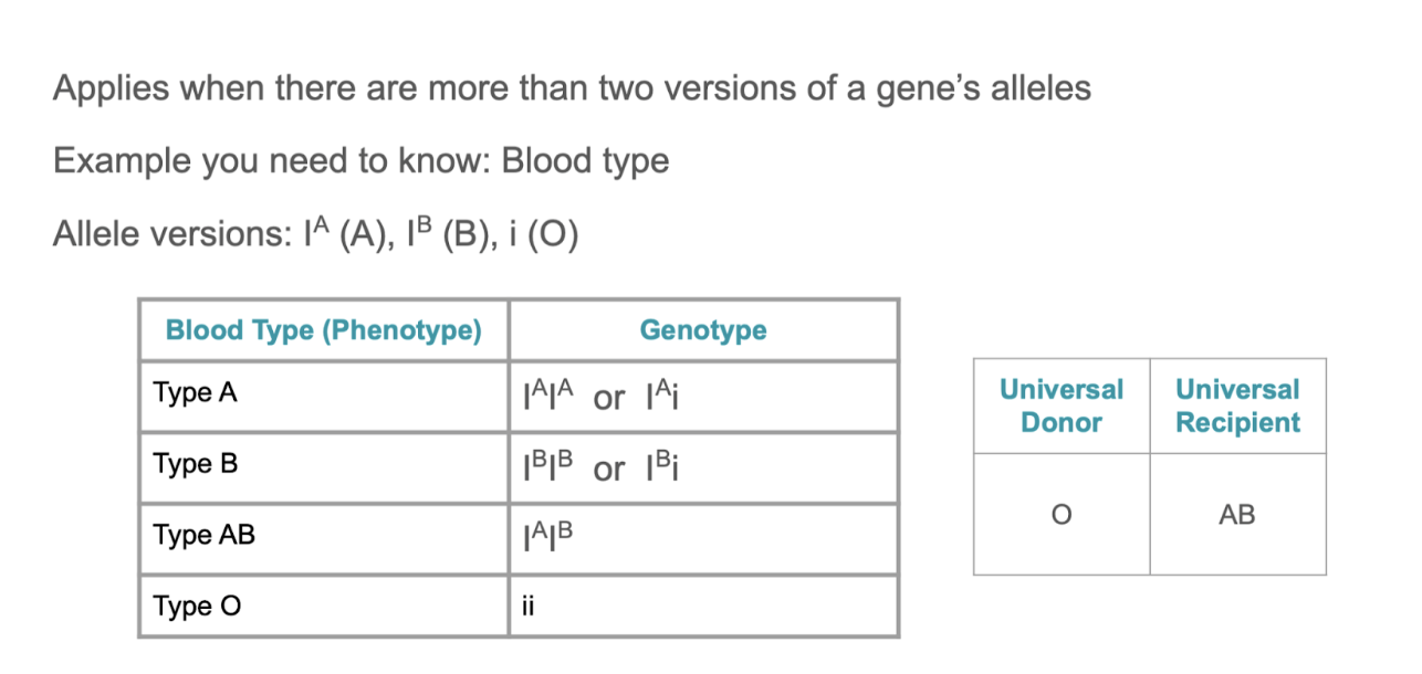 <ul><li><p>A and B = dominant </p></li><li><p>O = recessive </p></li><li><p>Blood donations:</p><ul><li><p>O: universal donor (can donate to anybody)</p></li><li><p>AB = can receive from anybody bc they have both</p></li></ul></li></ul><p></p>