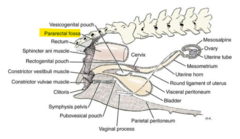 <p>formed by the peritoneal reflection on either side of the rectum</p>