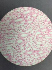 <p>Cube-shaped with centrally located nucleus</p><p>FOUND IN KIDNEY TUBULES (LINES DUCTS)</p>