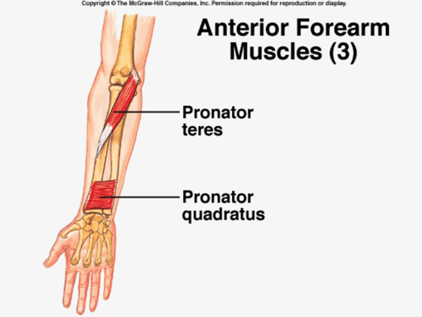 <p>Pronate elbow</p><p>O: Medial epicondyle of humerus</p><p>I: radius</p>
